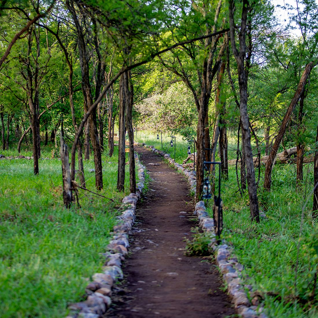 A stone-edged path through the trees between the tents