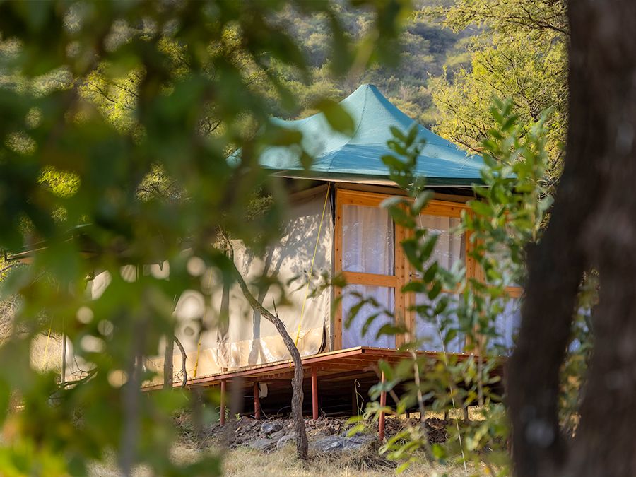 A guest tent half hidden among the trees