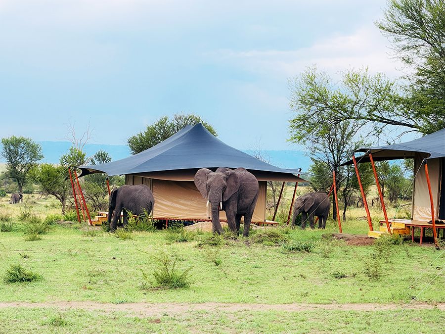 Elephants walking between guest tents on the open grass