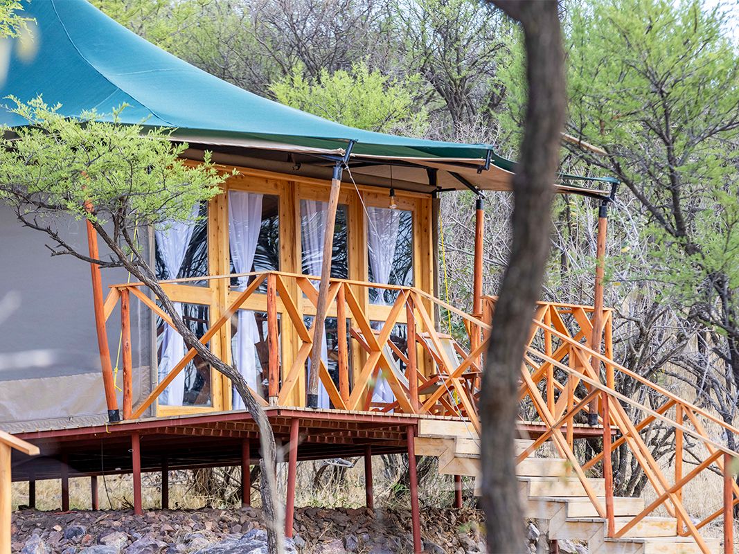 A guest tent on a raised wooden deck with a timber staircase, among acacia trees